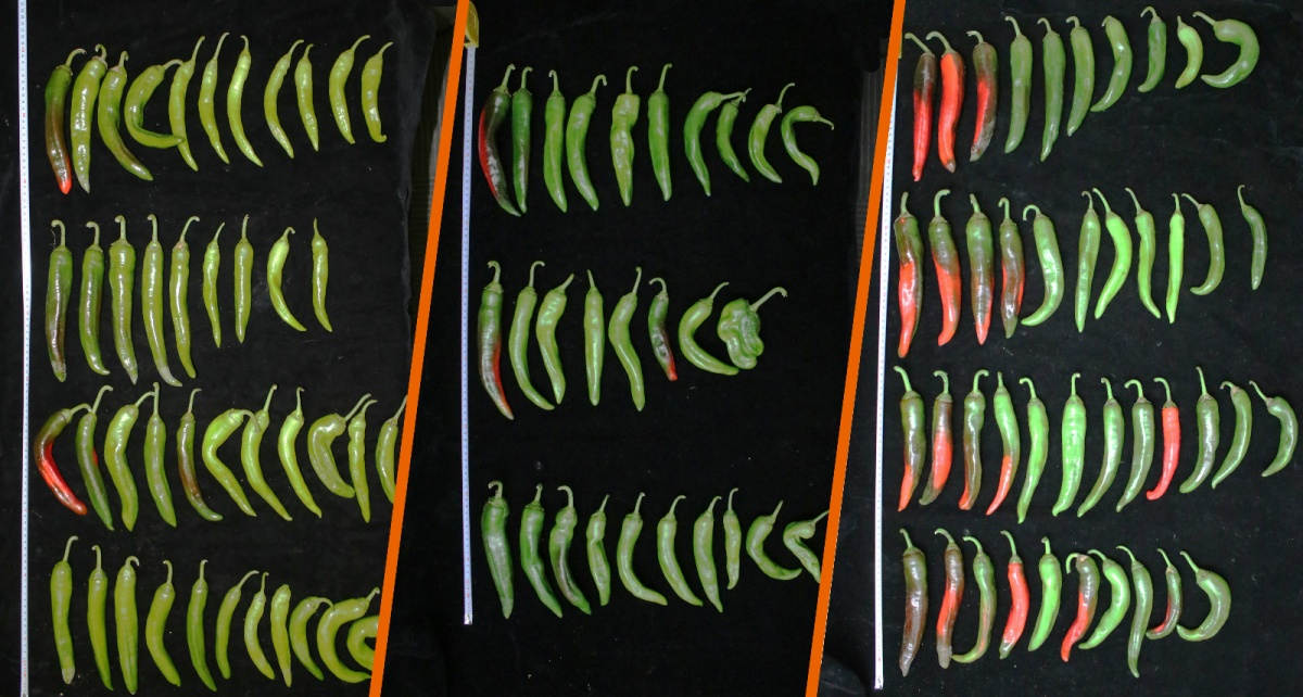 辣椒合照_meitu_1.jpg