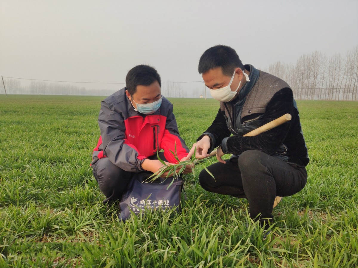 疫情期间遂平县小麦春季技术指导服务_meitu_1.jpg