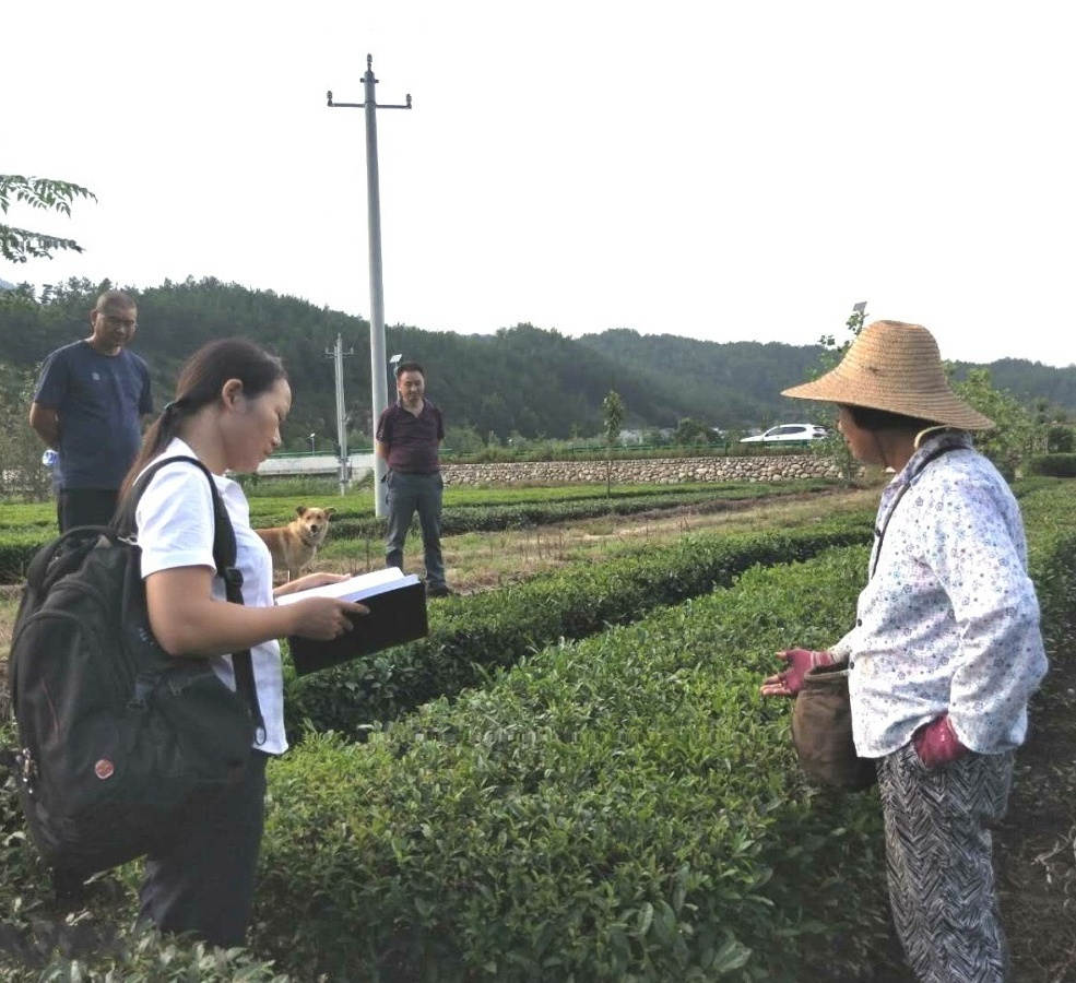 邓松华在湖北英山茶叶基地_meitu_1.jpg 邓松华在湖北英山茶叶基地_meitu_1.jpg