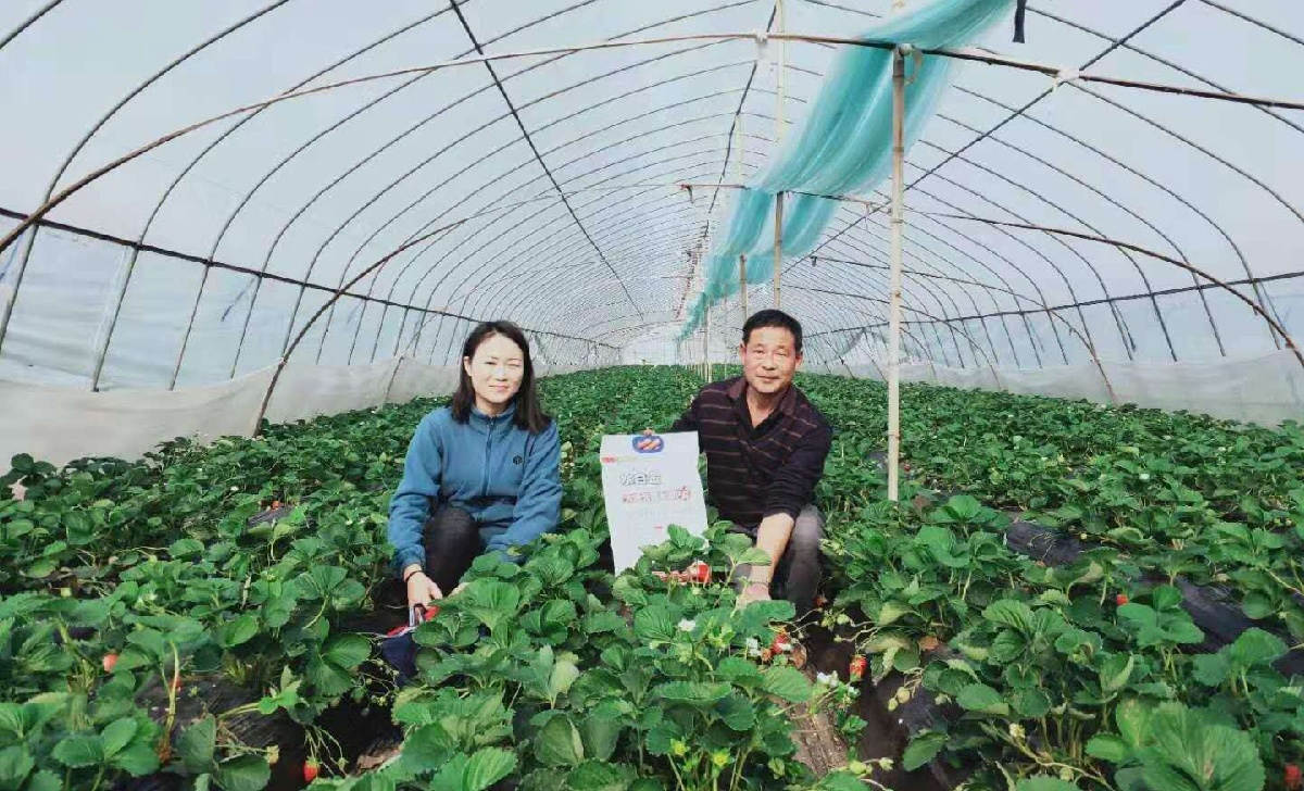 邓松华在赤壁嘉鱼草莓基地做施肥效果回访.jpg 邓松华在赤壁嘉鱼草莓基地做施肥效果回访.jpg