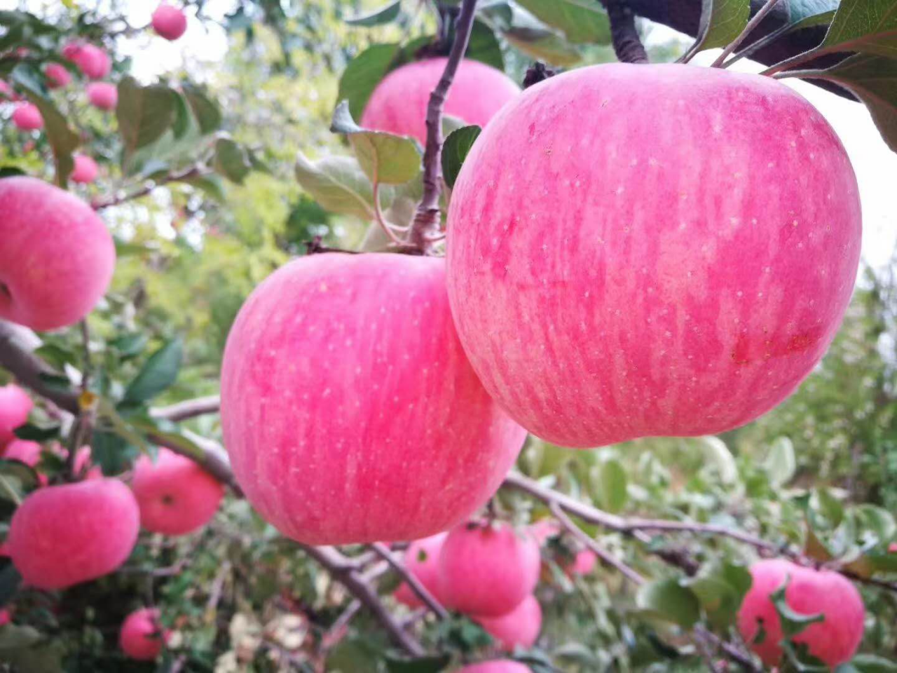 图片1.png 图片1.png