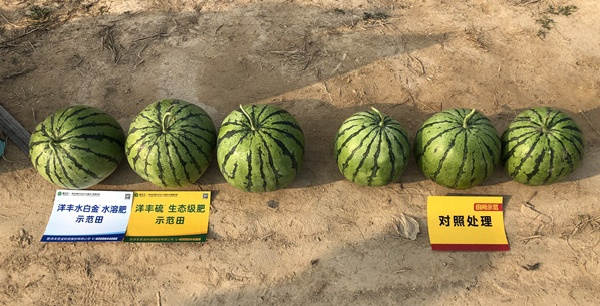 西瓜对比图.jpg