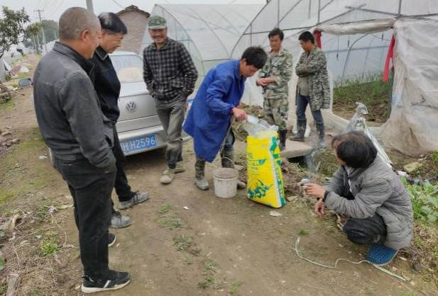 图片1图1 生姜施用洋丰硫生态级肥料，吸引周边种植户围观.jpg