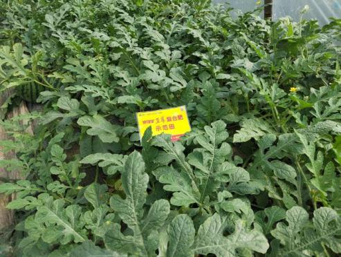 示范西瓜叶色浓绿、叶片宽厚、黄化少.jpg