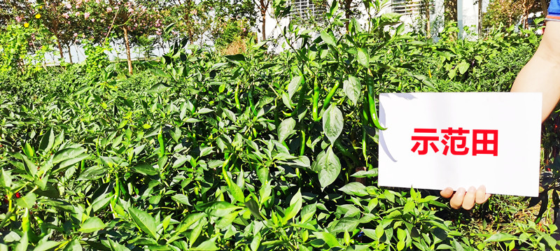 示范田顶端挂果量_副本_副本.jpg