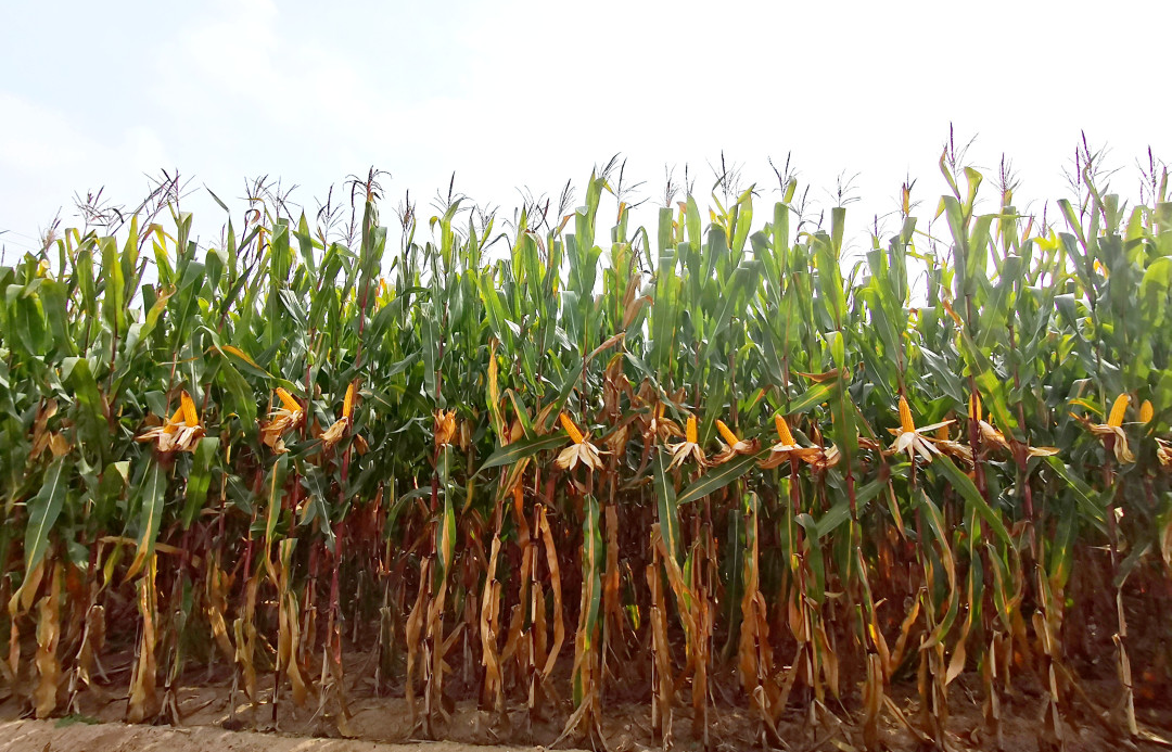 示范田玉米长势_副本.jpg