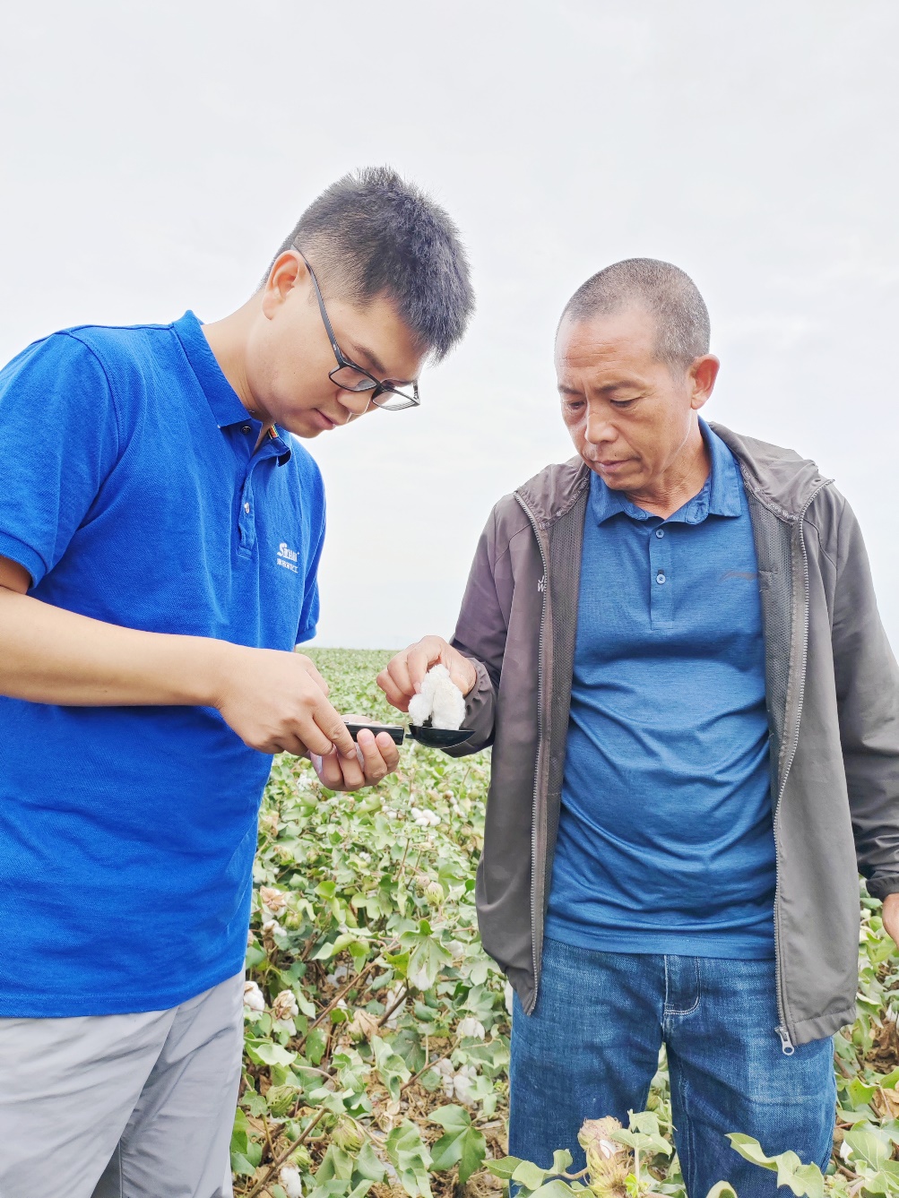 taptap点点体育农艺师李春侨（左），在种植户陈克明（右）的棉田进行单铃测重，预估产量.jpg