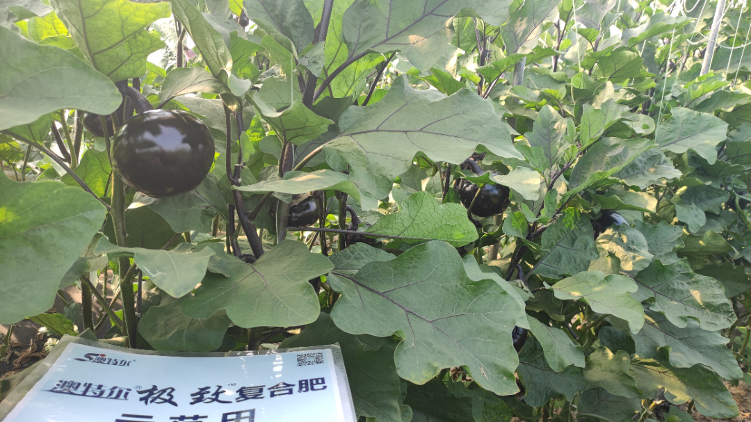 示范田茄子长势.jpg